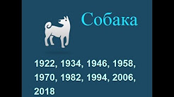 Год собаки, гороскоп составленный психологом Натальей Кучеренко.