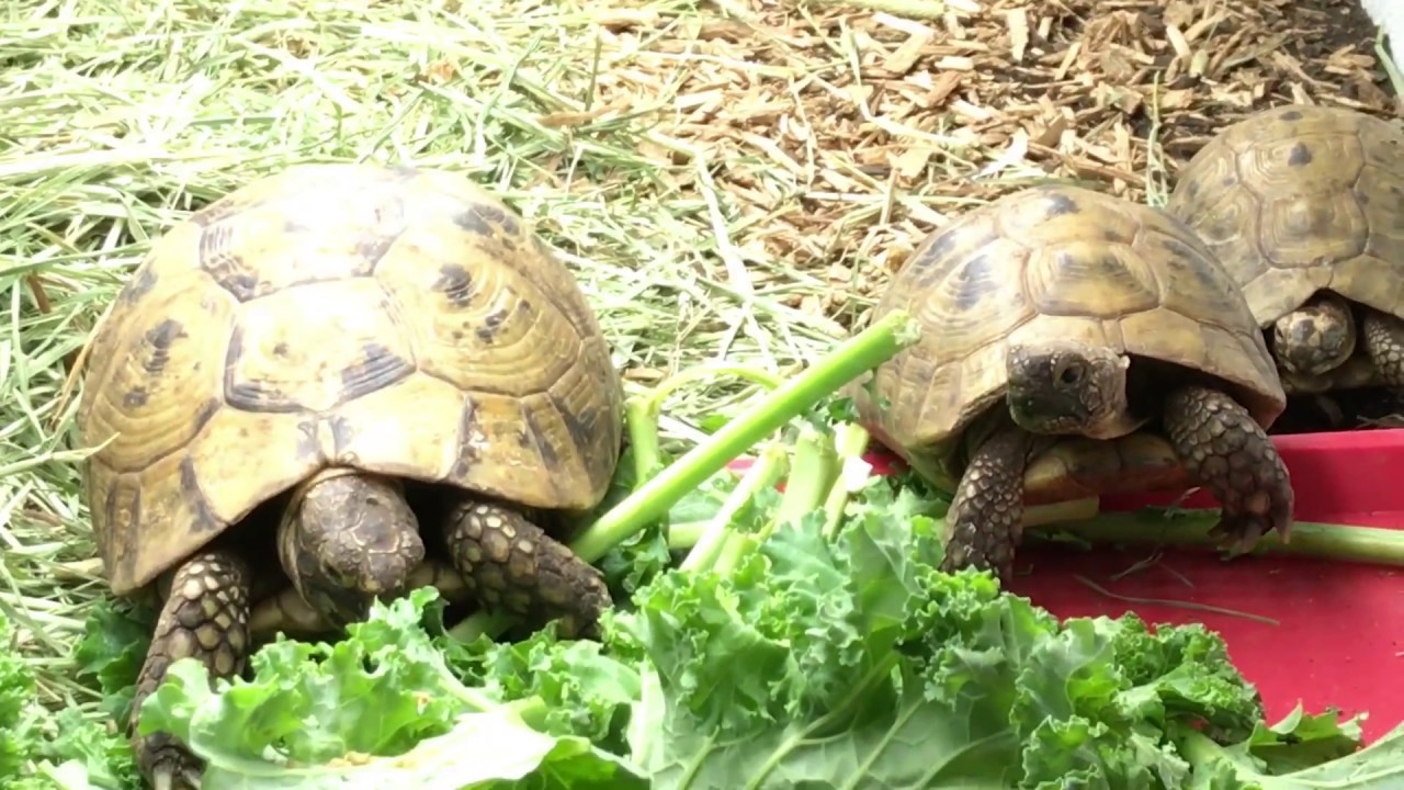 greek tortoise bedding