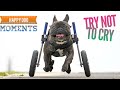 Happy Dog Get Excited When Try Wheelchair The First Time Compilation