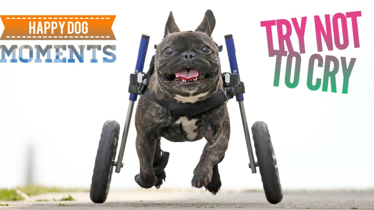 Are Dogs Happy In Wheelchairs?