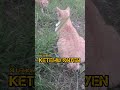 CATS | SI LEMON KETEMU SI ONYEN