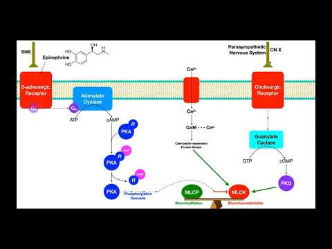 पल्मोनरी फार्माकोलॉजी [भाग 1] | ब्रोन्कोकन्सट्रिक्शन और ब्रोन्कोडायलेशन तंत्र