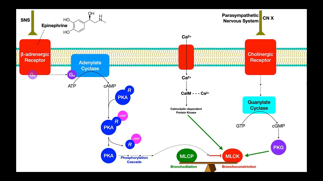 Pulmonary Pharmacology [Part 1] | Bronchoconstriction  Bronchodilation Mechanisms