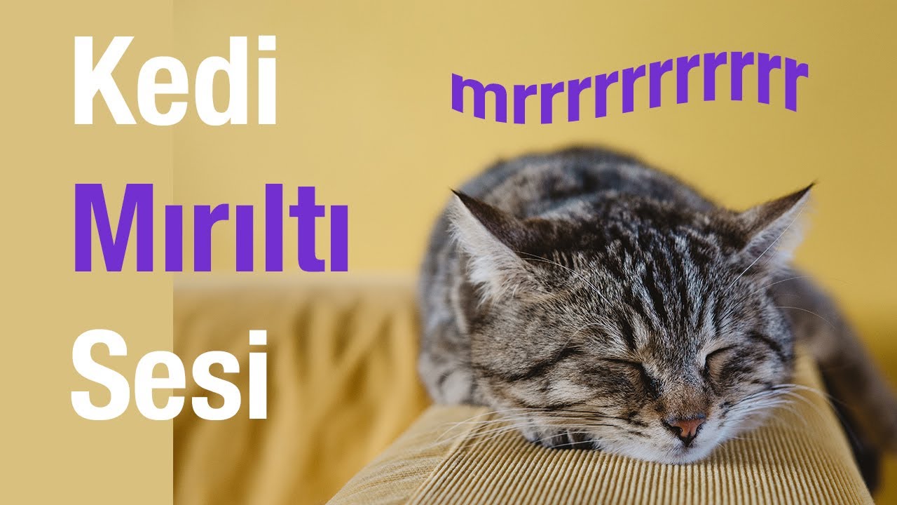 Kedi Sesi Mirilti Youtube