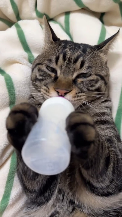 KUCING MINUM SUSU DARI DOT