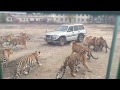 Амурские тигры атаковали машину с туристами/Siberian Tigers hunt turists!!!