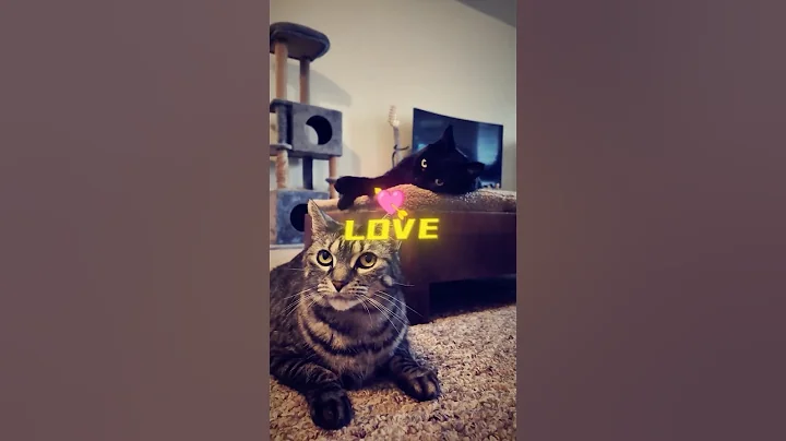 Video 11463001: cat cute funny love, cat cute play funny