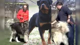 Top 5 Najopasni Kucinja Na Svet