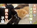 血の繋がらないママが大好きで、ずっと一緒にいる子猫 【保護猫活動】