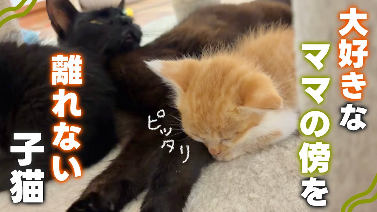 ネコちゃん他。キティママです。 The Kitten Who Loves Its Non-Biological Mom and Never Leaves Her