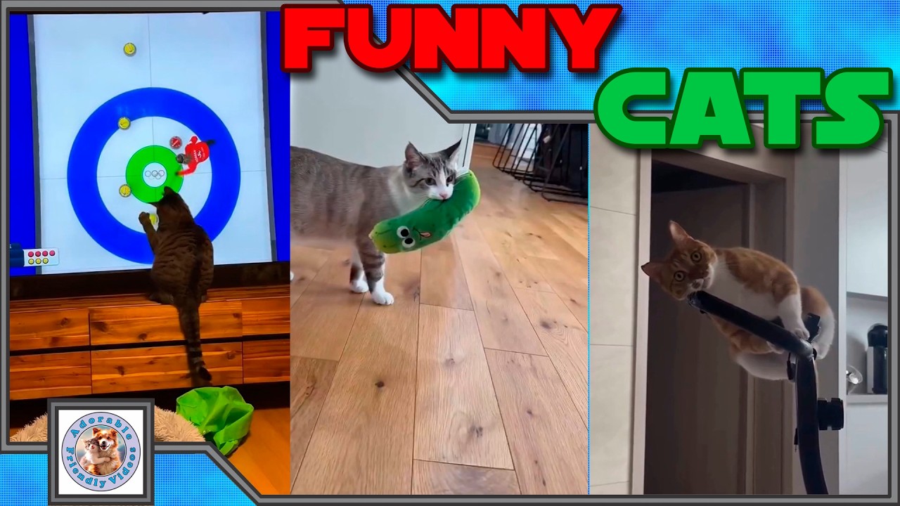 Laugh with this funny cat compilation! #064 Comment your favorite! Subscribe for more videos!