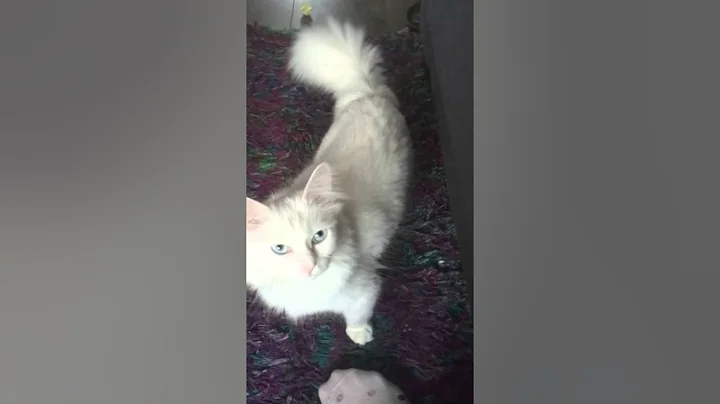 Video 1773981: turkish angora playing