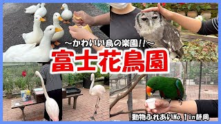 【富士花鳥園】動物ふれあいNo 1in静岡～かわいい鳥に癒される‼︎～
