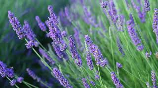 Purple Flowers Field | 4K Video | Nature Non Copyright | Royalty Free Video | Non Copyright Video