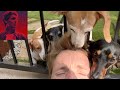 Need I say more? Dogs. Adorable Dogs. Come watch me let them lick my face while you go on youtube!!!