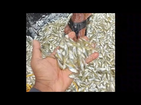 പൊടി മീൻ ചാകര / castnet fishing kerala /#fishing #shortvideo