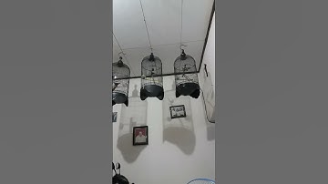 RAMBATAN PARUH MERAH GACOR  SUARA KASAR