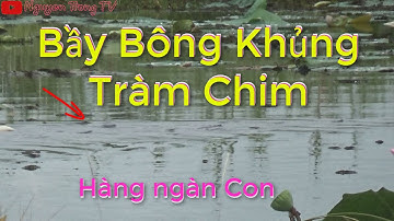 Câu Cá Lóc Tràm Chim #13 ||  Nguyen Trong TV