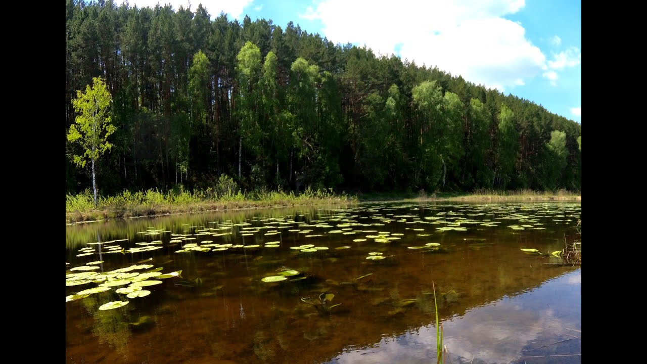 Закинул приманку в заросли КУВШИНОК , сразу КЛЮНУЛ КАБАН !!! Рыбалка на ...