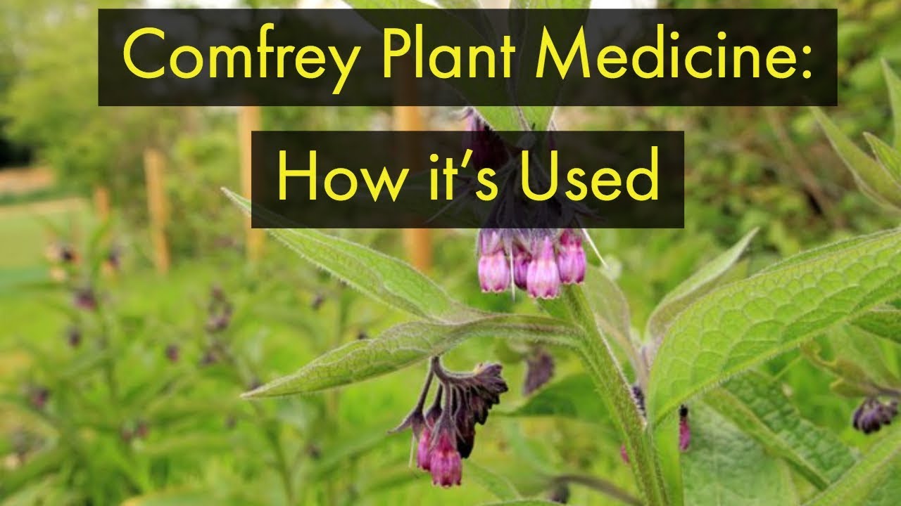 How to use Comfrey Plant Medicine | HD Wellness - YouTube