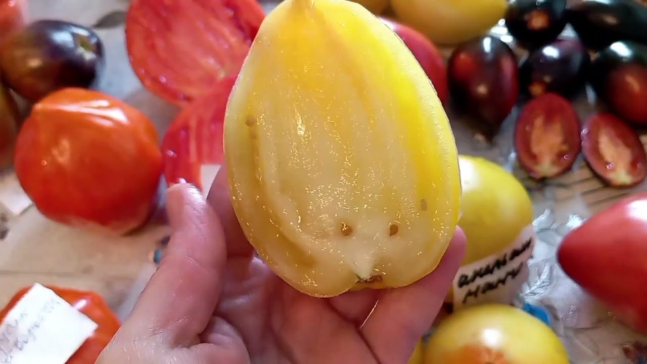 Седьмой обзор сортов томатов из моей коллекции.... Сезон 2025 год.... 