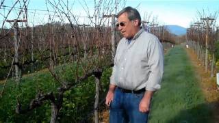 Meteor Vineyard Pruning  January 2011