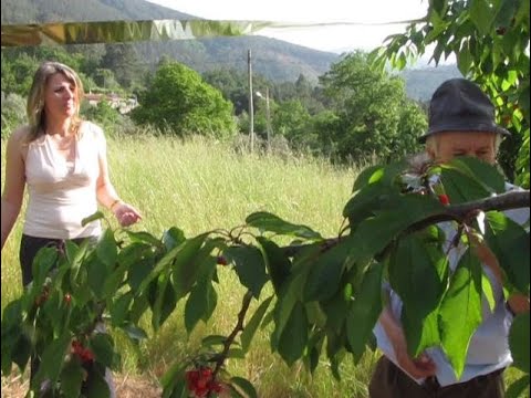 Vídeo: Cherry Picking - Quando e como colher cerejeiras