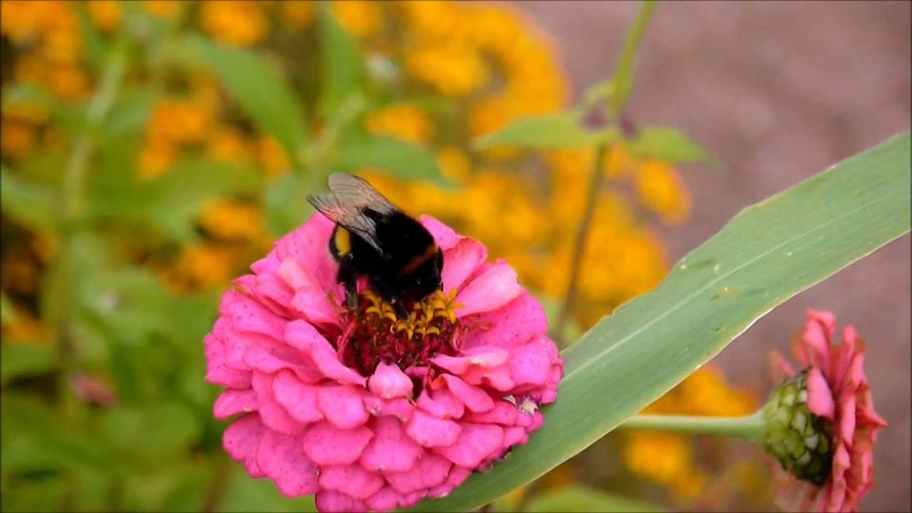 Bildresultat för blommor och humlor