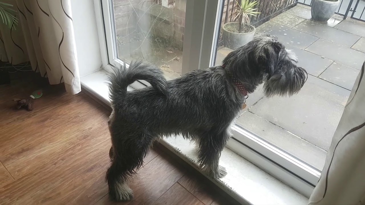 Standard Schnauzer spots the Postman