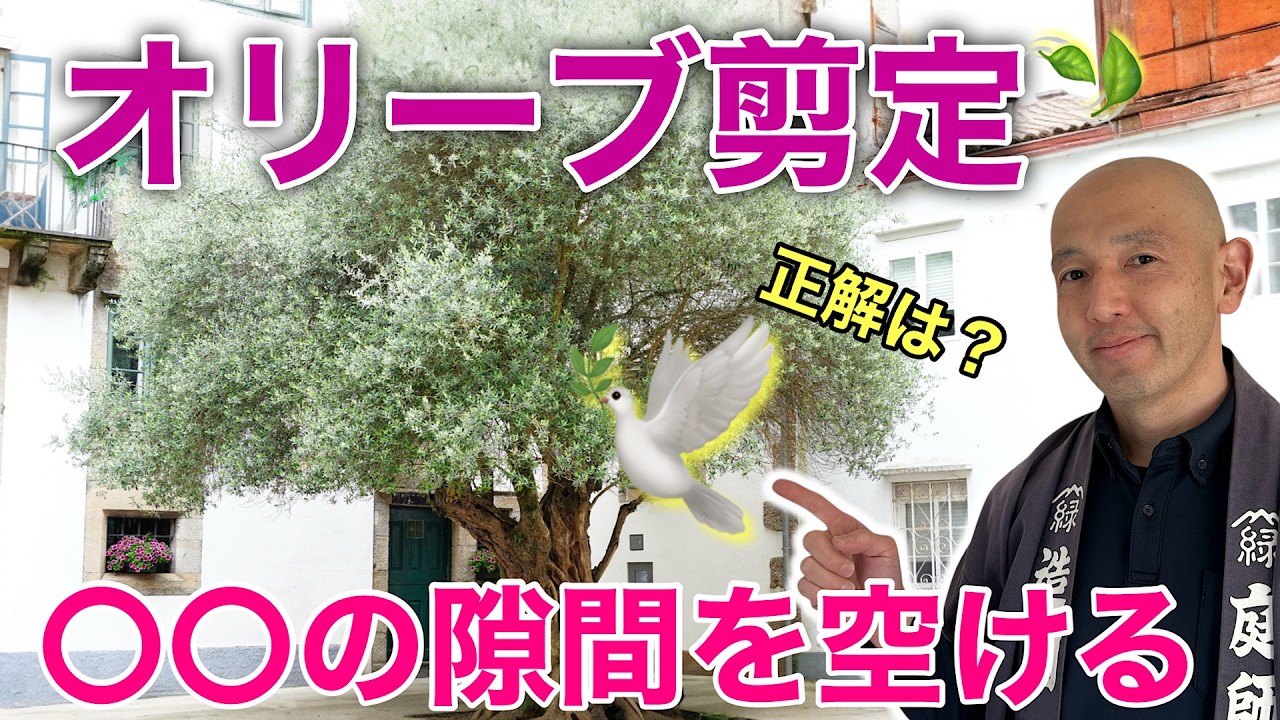 【絶対に失敗しないオリーブ剪定】鳥が通れる隙間を作るだけ！初心者でも迷わず理想の形に整える「引き算」の極意