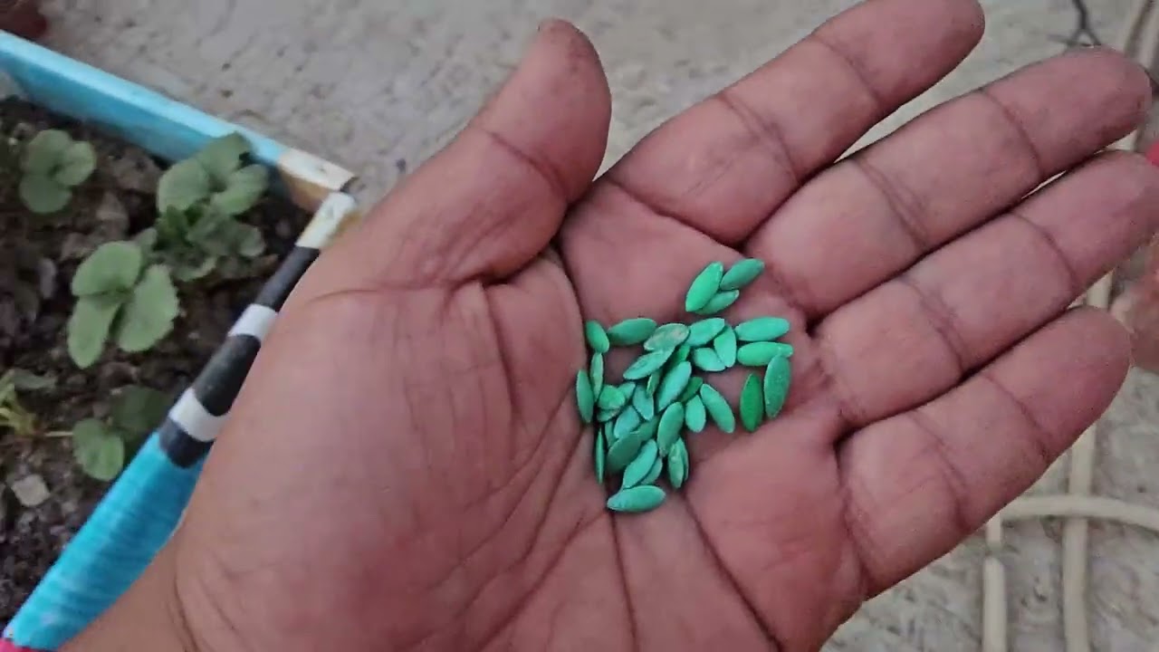 زراعة الخيار فوق الأسطح معلومات مهمة