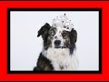 Alabama Dog Trainers - Easy, Effective Lessons Alabama Dog Trainers - Easy, Effective Lessons