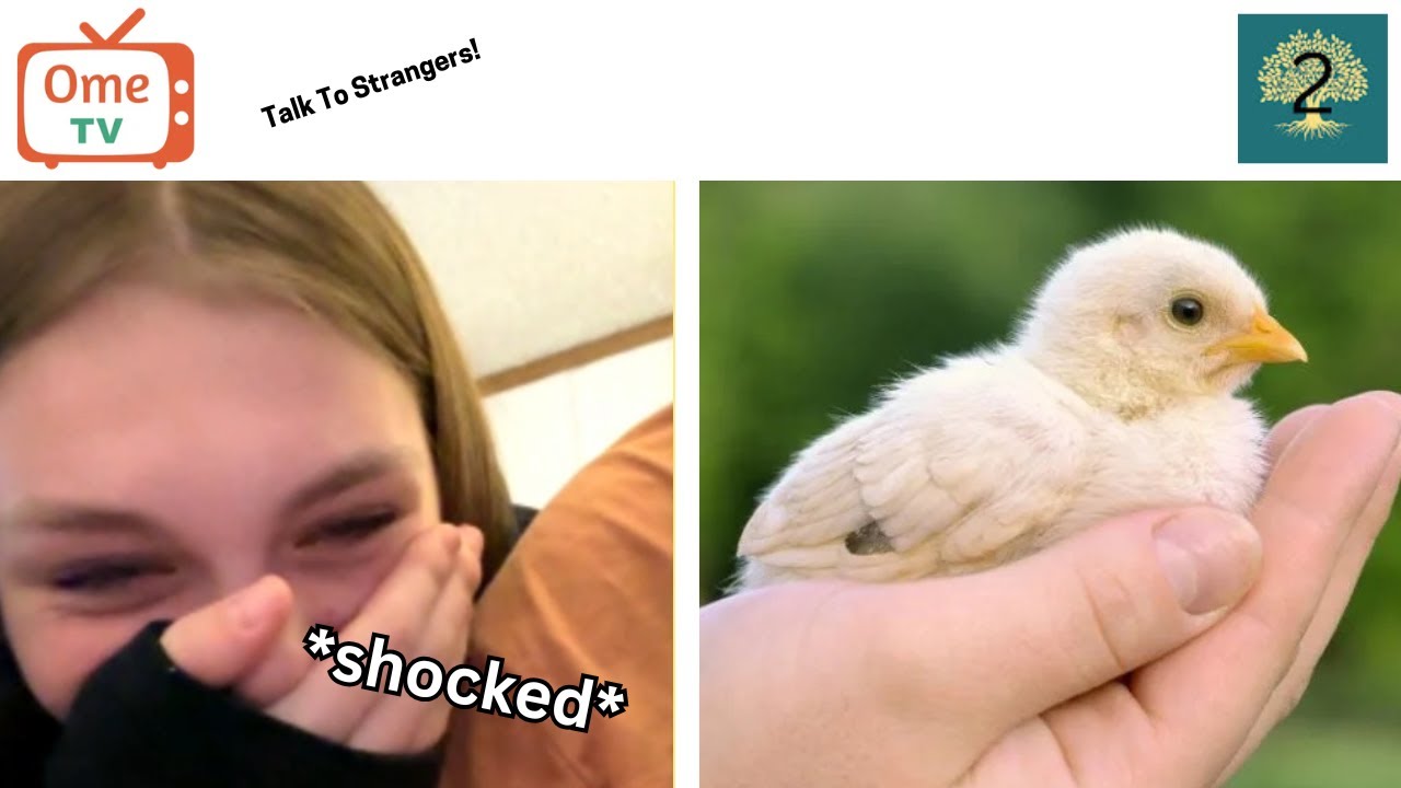 Omegle Trolling with a BABY CHICK! (Funny Reactions)