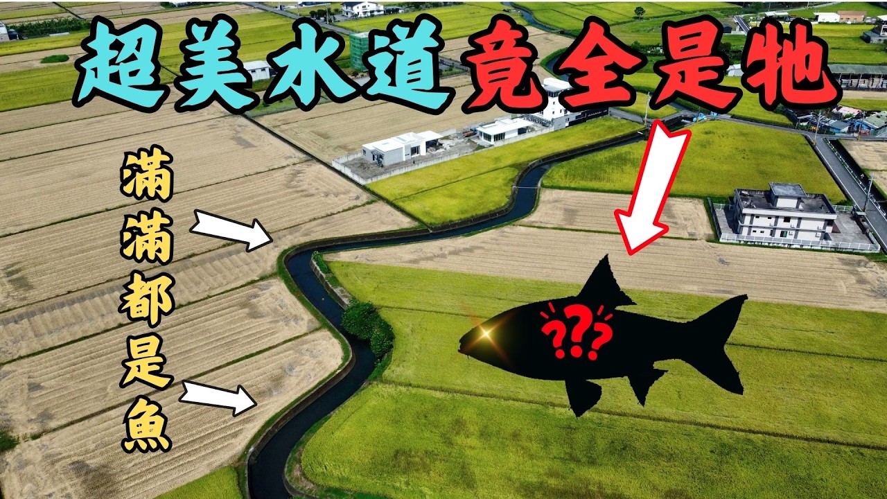 🔥🗺️ 超美神祕野釣水道？蜿蜒農田下竟全是「牠」！這咬況多到太扯了！🔥📈｜Maxcatch｜飛釣｜#fishing #fishingvideo #fishinglife 縮圖