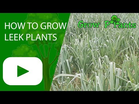 How to grow Leek plants