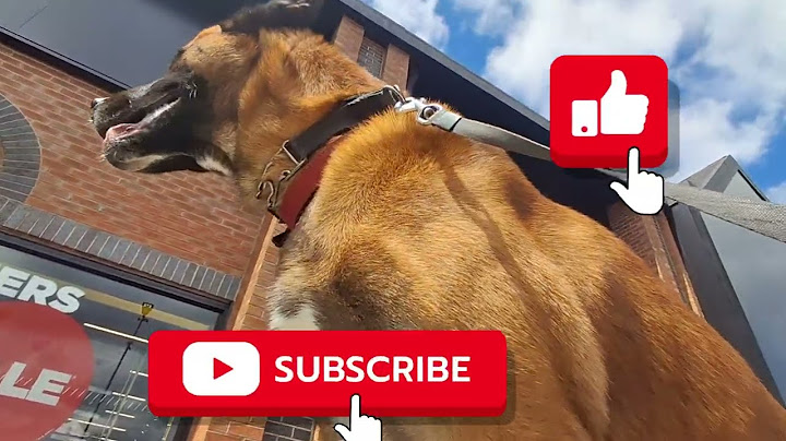 Trip to shopping mall with Fierce looking dog takes a dramatic turn - Click  😩 #malinois