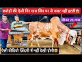 1 करोड़ की शानदार गिर गाय- 23 लाख का अमर बूल😱 | Top gir cows in Premdhan Gir Gaushala Rajasthan