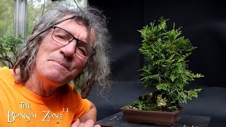 Pruning My Root Over Rock Cedars, The Bonsai Zone, Sept 2024