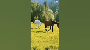 دنیا میں سب سے زیادہ گھوڑے کہاں پائے جاتے ہیں Horse Facts In Urdu 