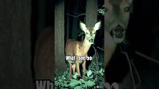 This Deer’s Night Vision Behavior Has Viewers Confused #wan2_2 #3dworld #headscan #clothsimulation