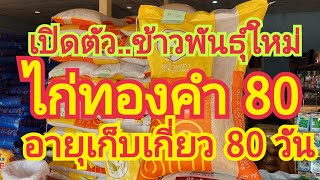 เปิดตัว..ข้าวพันธุ์ใหม่...ไก่ทองคำ 80....มีอายุเก็บเกี่ยว 80 วัน 🌾🌾 สนใจพันธุ์ข้าว 0899428684