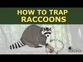 RACCOON TRAPPING FOR BEGINNERS, EASY SETUP