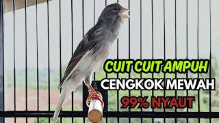 KENARI GACOR  Cuit CUIT BIRAHI SUARA Kenari MASTERAN TERBAIK UNTUK PANCINGAN & MASTERAN Kenari PAUD