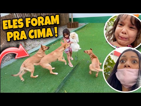 Vídeo: Ajude a nomear o filhote de cachorro bonito novo do salvamento de Hilary Duff