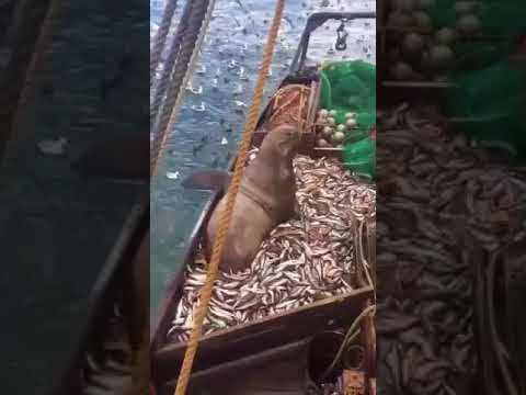 Video: Hoe Vis Te Vangen In Het Spel 