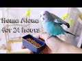 How's like to leave Budgies home alone for 24 Hours | Budgie Vlog