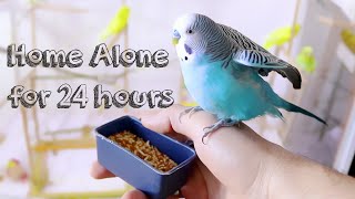 How's like to leave Budgies home alone for 24 Hours | Budgie Vlog