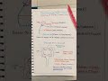 MALE REPRODUCTIVE SYSTEM IN FLOWER(STRUCTURE)ANDROECIUM,ANTHER,FILAMENT.