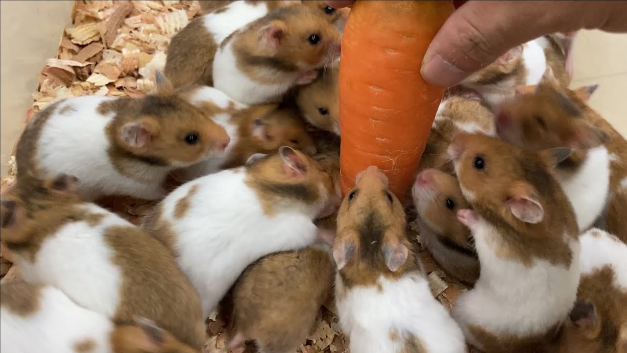 ハムさん色々紹介！4/7【もっぷらんど】Hamsters - YouTube