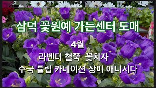 랜선식물쇼핑  4월 삼덕꽃원예가든센터 라벤더 철쭉 튤립 애니시다 치자꽃
